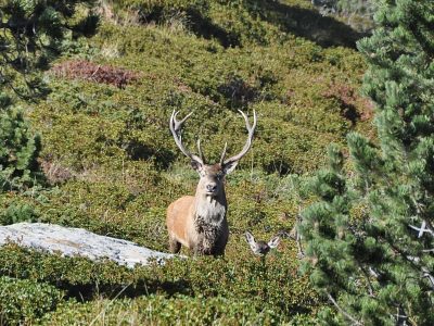 DSC_0222 le brame du cerf